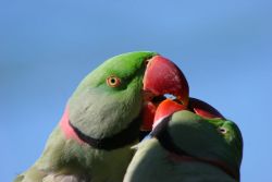 Loving and most adorable alexandrine parrots.