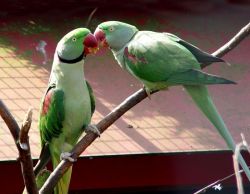 Alexandrine Parrots For A Loving Home.