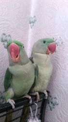 Alexandrine Parrots 2x ( Male &female ) ready for sale
