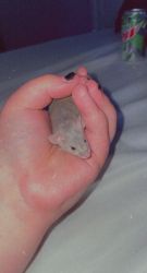 6 week old grey mouse