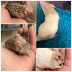 Adult Mice for Sale