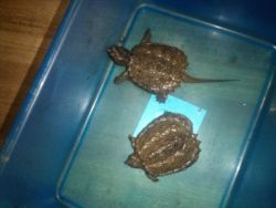 Baby Alligator Snapping Turtles