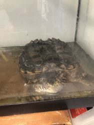 Snapping Turtle looking for a new home