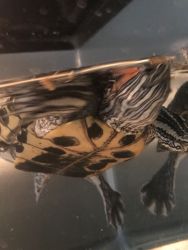 Two (2) turtles for sale large w tanks 45 each with tank included