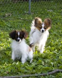 cute male and female alopekis puppies for sale