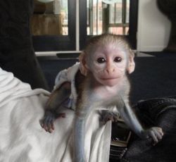 adorable capuchin monkeys for sale