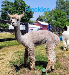 Spotted Alpaca male, 1 yr 1/2, 4 colors, halter trained