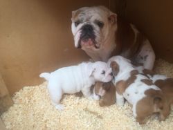 Champion Sired English Bulldogs For Sale!
