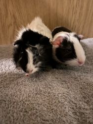 2 bonded female guinea pigs