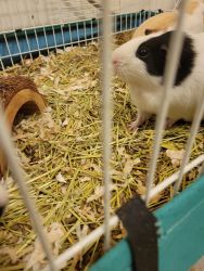 3 cute Guinea pigs need a new home