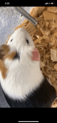 One year old guinea pig