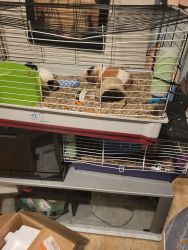 Guinea pigs to a good new home