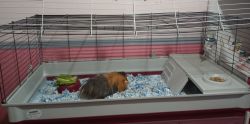 Rehoming Guinea pig