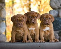 Bordeaux Puppies