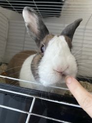 Need new home for loving bunny