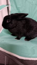 Female bunnies for sale!