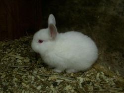 Sweetie rabbits for adoption