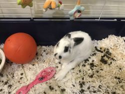 Cute little bunny rabbit for sale