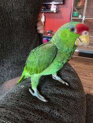 Red Headed Amazon Parrot for Sale