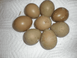 buy fertile parrot eggs online