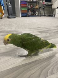 6 month old Yellow Napped Amazon parrot