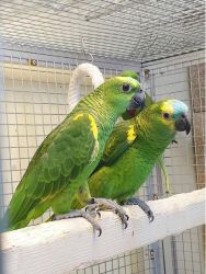 Pair Amazon orange wings parrots.