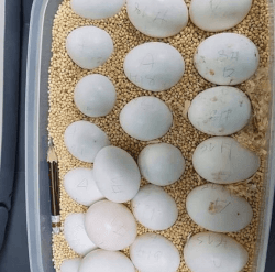 parrot egg incubator