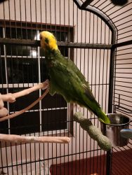 Yellow double headed amazon shes 7yrs old tlks