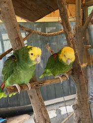 Parrots for sale yellow Head Amazon