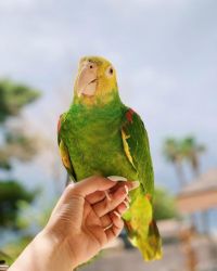 Amazon Parrot set for lovely homes now: Text only xxx-xxx-xxxx