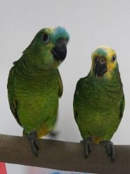 Blue fronted amazon parrot,amazon parrot,red lored,yellow naped amazon