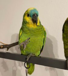 Amazon Parrots For Sale