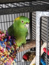 Selling my amazon parrot