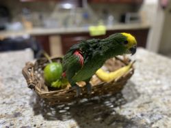 Double yellow head parrot