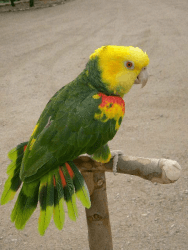 adorable Amazon parrots for an