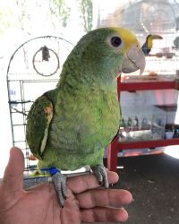 Parrots Pets For Sale