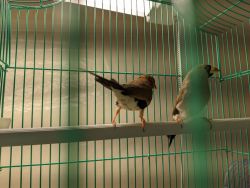 Masked finches for sale 5 months old