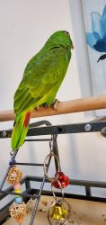 BEAUTIFUL AMAZON PARROT FOR SALE