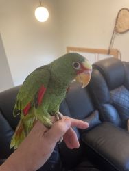 Rare hand fed baby WHITE FRONTED Amazon Parrots