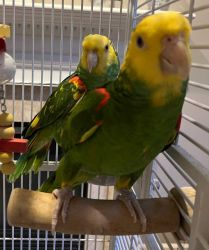 Double Yellow Amazon Parrots for Sale