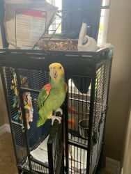 Double yellow head Amazon parrot