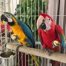 Avian Pet Parrots Species Available