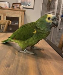 Amazon Parrots Available