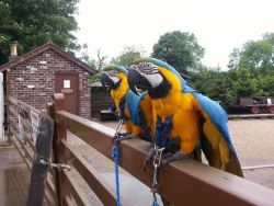 pair of macaw parrots for adoption