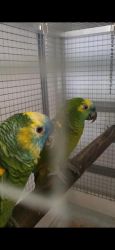 Affectionate Amazon Parrots Now