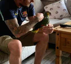 Amazon Parrot (Friendly, talks)