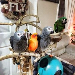 Baby Parrots, Macaws, Cockatoos, Greys, Amazons
