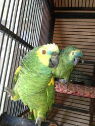 Baby Blue Fronted Amazon For Sale