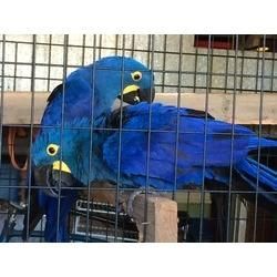 Captive Hand Reared Baby Amazons Parrots On Sale