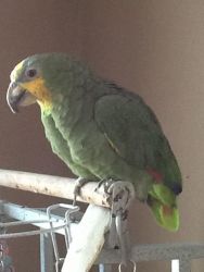 Orange Winged Amazon Parrot With Large Stand